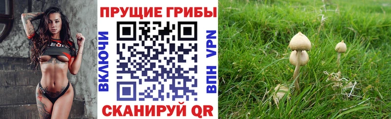купить наркоту Уварово Псилоцибиновые грибы MAGIC MUSHROOMS